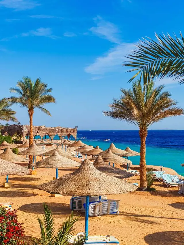 A palm-lined beach and the Red Sea in Sharm El Sheikh