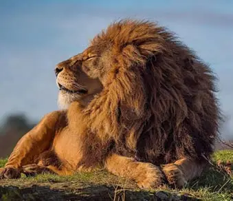 A lion lying on the grass