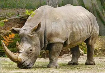 A rhinoceros