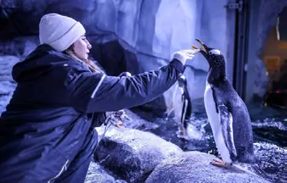 A visitor watching penguins at the aquarium